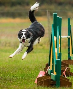 , Dogs agility Photos, Dog Agility Shows.Agility Dog, Agility Dogs, Action Dogs , Winning Rosettes , Agility Dog Training , Agility Shots